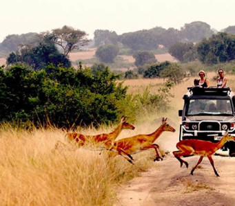 uganda wildlife safari