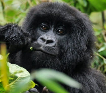 gorilla trekking rwanda