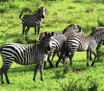 Lake Mburo National Park