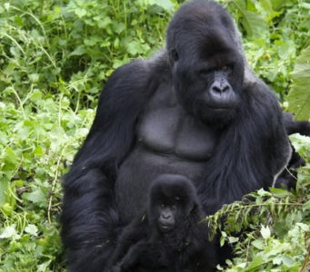 Bwindi Forest Np