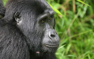 3 Days Bwindi Gorilla tour